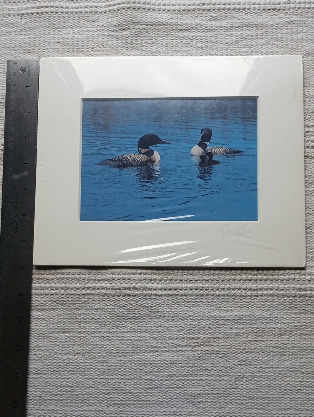 Art Print - of Loons